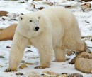Polar Bear at Churchill photo by Joy Ehle Polar Bear at Churchill
