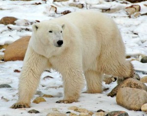 Polar Bear at Churchill photo by Joy Ehle Polar Bear at Churchill