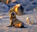 baby sea lion baby Galapagos sea lion