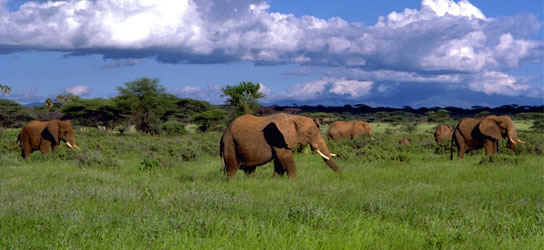 elephant