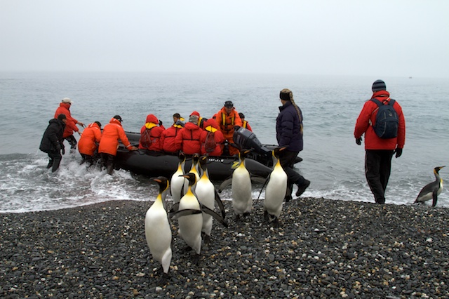 antarctica cruises 2011-2012 king penguins