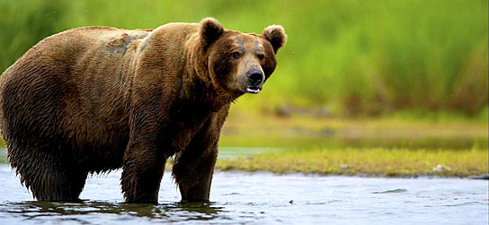 Russia brown bear