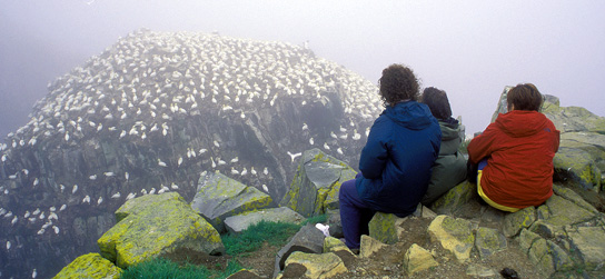 Gannet_watching