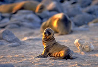 Galapagos cruise baby seal