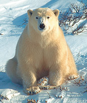 Sitting_bear_thumb