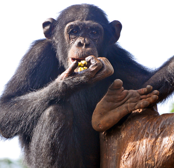 Chimp Tacugamacrop_small