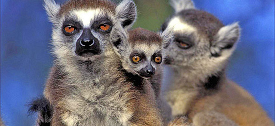 Lemur_family_webheader