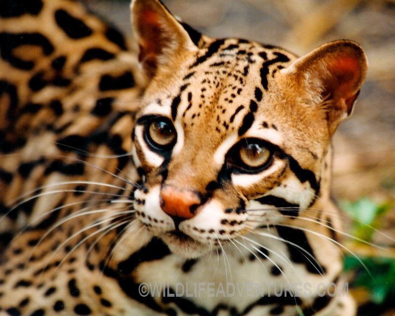 ocelot costa rica