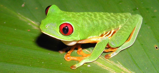 Costa_Rica_red-eyed-frog-header