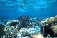 isla_snorkel