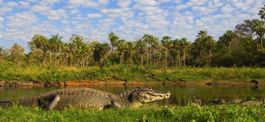 Caiman in Pantanal