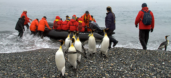 South Georgia king penguins
