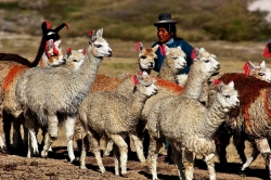 Peru