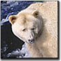 Quest for the Spirit Bear