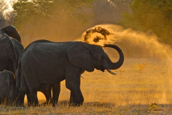 Africa