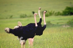 Kenya - Tanzania