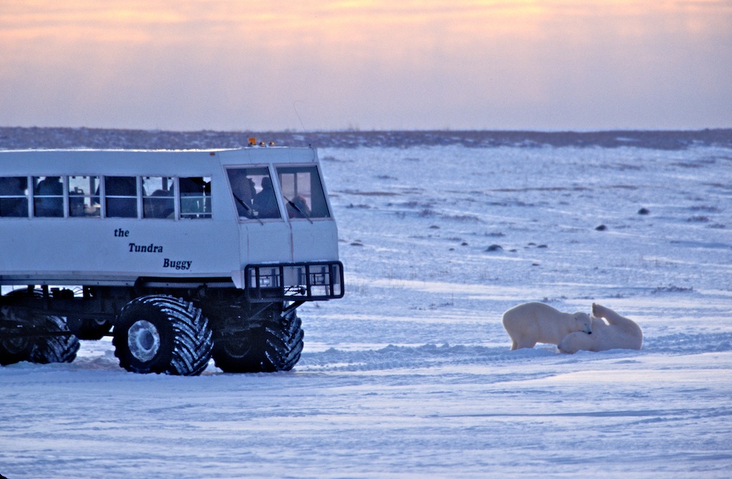 polar bear churchill tour