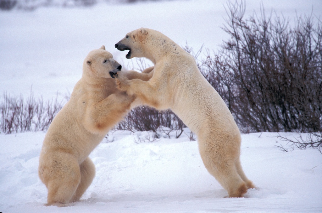 Polar Bear Tours | Polar Bears of Churchill | Nature Tours ...